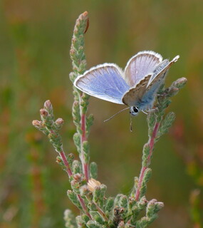 Common blue butterfly