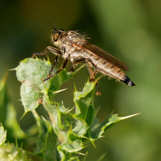 Robber fly