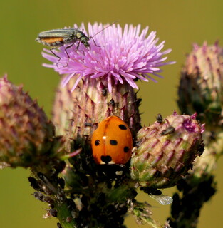 How many invertebrates?!