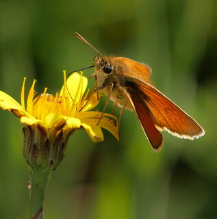 Small skipper butterfly feeding
