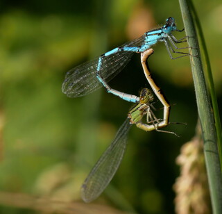 Damselfly sex