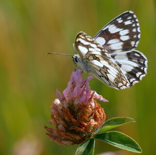 Marbled white butterfly
