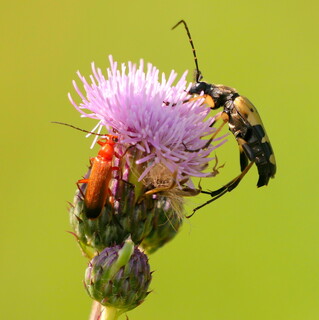 Spotted longhorn and red soldier beetles