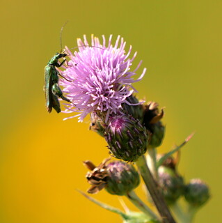 Thick legged flower beetle on thistle
