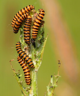 Cinnabar moth caterpillars stripping ragwort