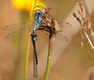 Amorous damselflies