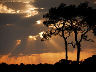 Sunset silhouette #1