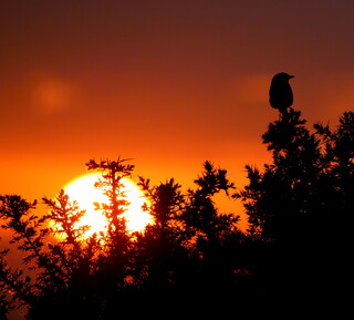 Sunset stonechat in silhouette