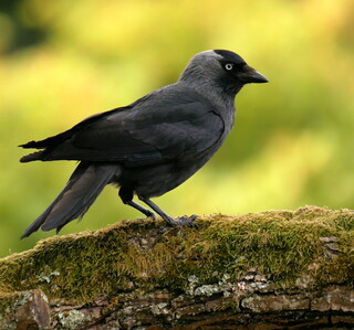 Jackdaw
