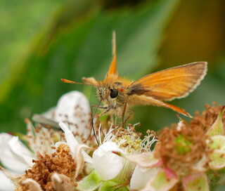 Small skipper butterfly