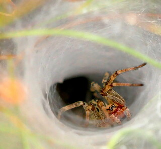 Labyrinth spider and tunnel web
