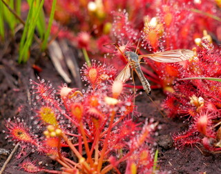 Sundew and cranefly victim