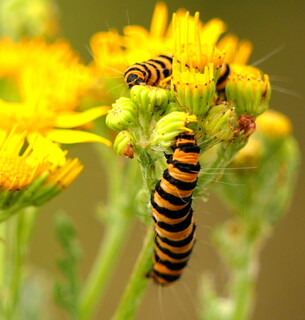 Cinnabar moth caterpillars