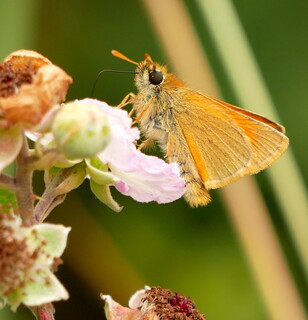Small skipper