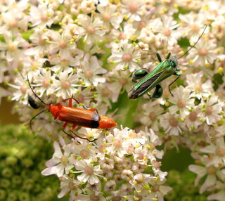 Red soldier and swollen-thighed beetles