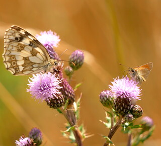 Marbled white and small skipper butterflies