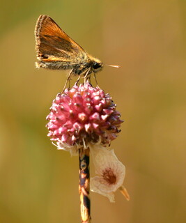 Small skipper on meadow garlic
