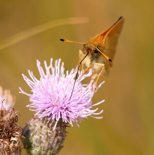 Small skipper with large proboscis!