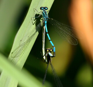 Common blue damselflies mating #1