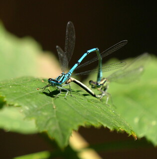 Common blue damselflies mating #2