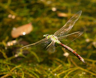 Emperor dragonfly in flight