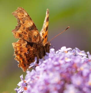 Comma, showing its comma