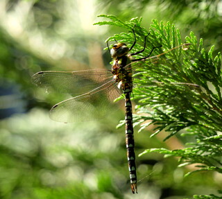 Southern hawker dragonfly #2