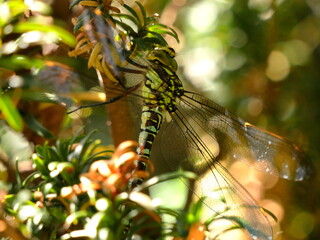 Southern hawker dragonfly #1