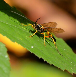 Ichneumon wasp