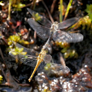 Amorous common darter dragonflies