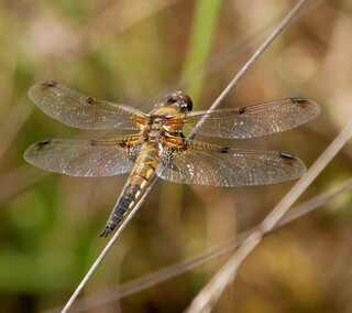 Four-spotted chaser dragonfly