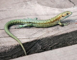 Very green common lizard