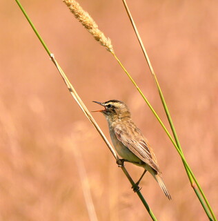 Sedge warbler