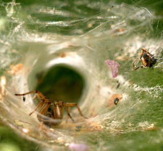 Labyrinth spider and lair
