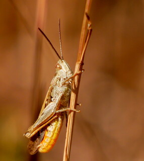 Grasshopper