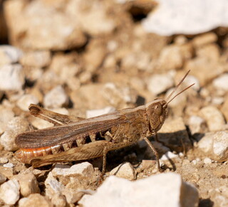 Field grasshopper