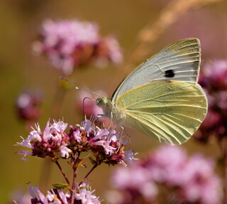 Cabbage white butterfly