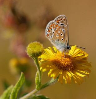 Common blue butterfly