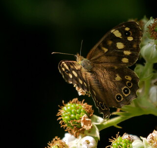 Speckled wood butterfly catching the light