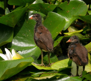 Baby moorhens on lily pads