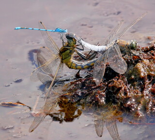 An interesting odonata threesome