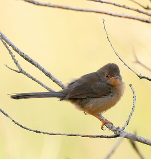 Baby Dartford warbler #2