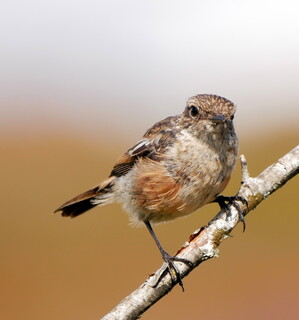 Stonechat facedown