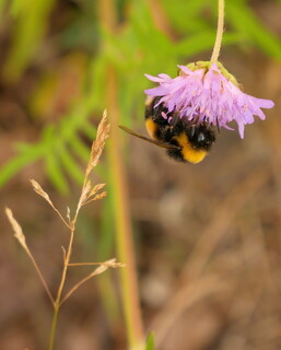 Bumblebee on scabious