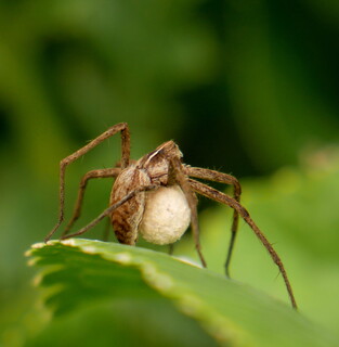 Nursery web spider with eggs