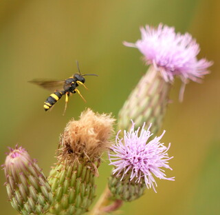 Ornate-tailed digger wasp