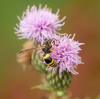 Potter wasp #1