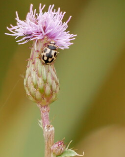 Fourteen-spot ladybird