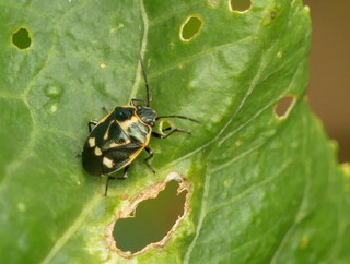 Brassica shield bug