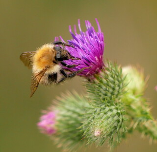 Common carder bumblebee